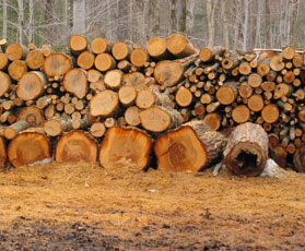 Dřevo bylo jedním z prvních materiálů